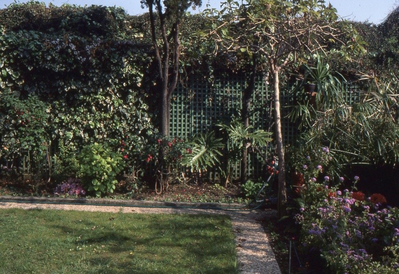 Washingtonia robusta 1990_m10