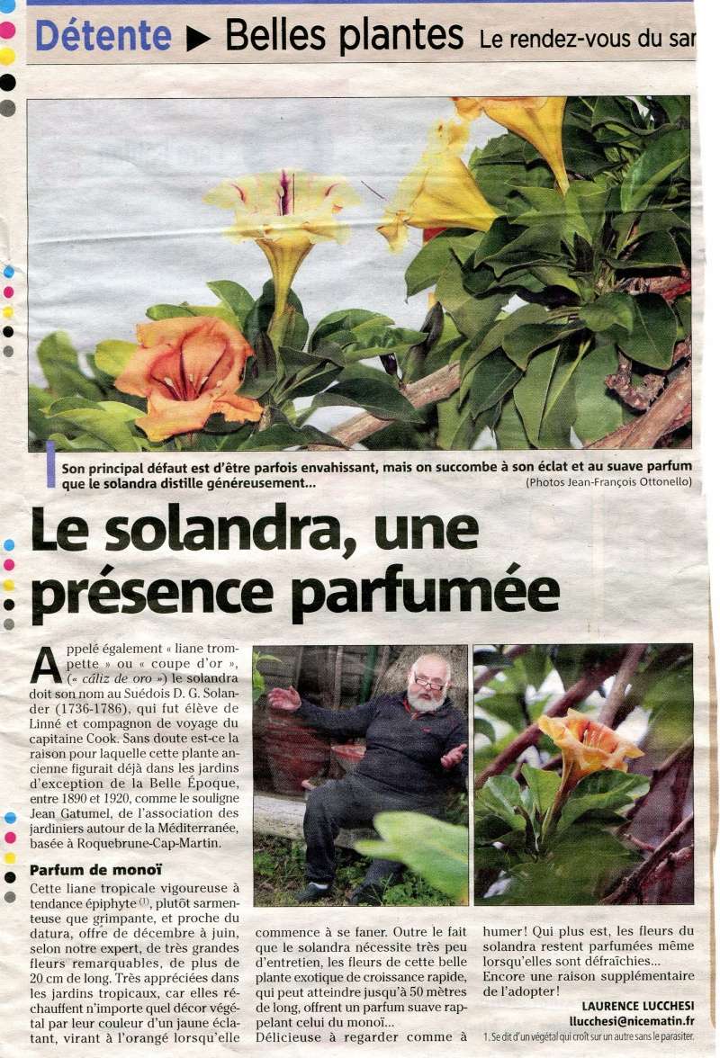 Solandra maxima - Page 2 Articl10