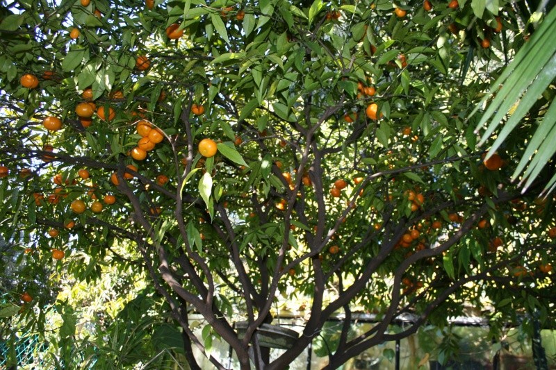 Citrus reticulata (= Citrus deliciosa) - mandarinier commun Mandar10