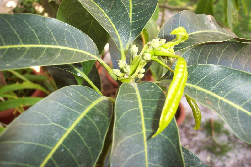 Mangifera indica - manguier Mangif10