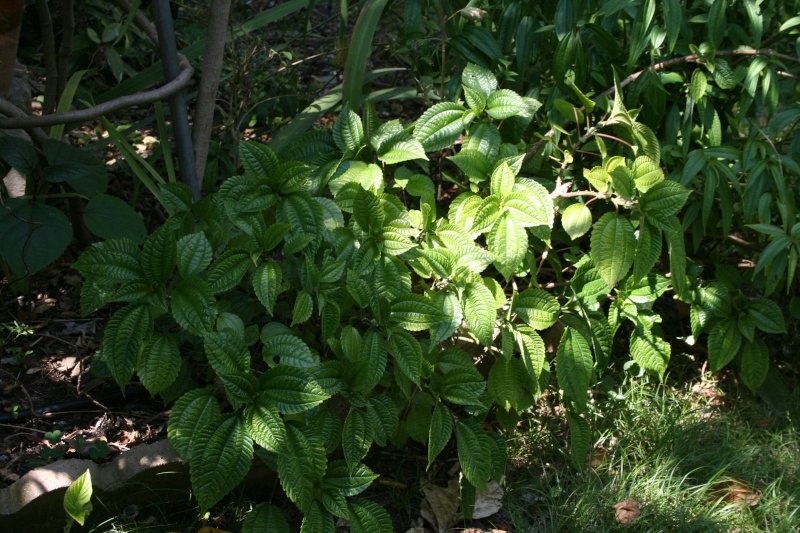 Pilea plataniflora Pilea_10