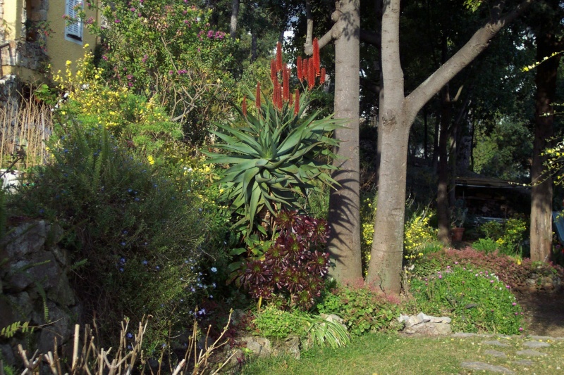 Aloe marlothii, Aloe rupestris, Aloe x principis : comparaison Planch10