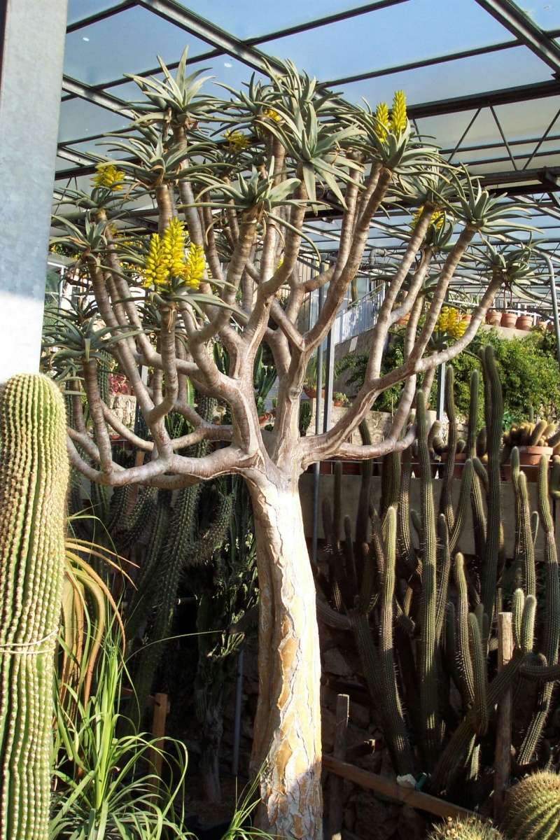 Aloidendron dichotomum (= Aloe dichotoma) Serres10