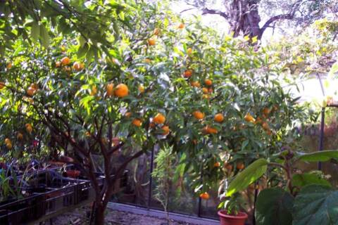 Citrus reticulata-la belle mandarinenbaum avec de nombreux délicieux fruits!