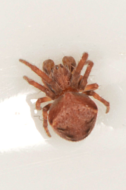 Araneus [Araneus gr. sturmi/triguttatus] Araneu11