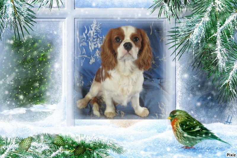 Ma meute de Cavalier King Charles. Pixiz-10