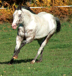 L'appaloosa Moderne... Yazi10