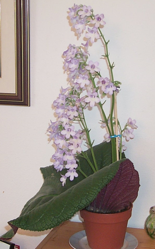 Petit clin d'oeil : Streptocarpus cooperi 12-07-10