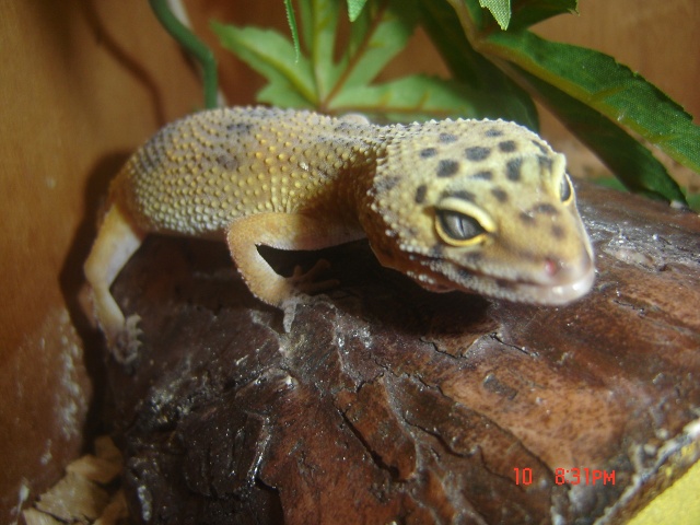 mes geckos et une petit nouvelle Dsc05410