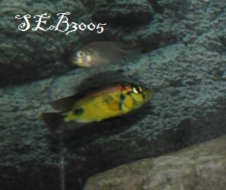 Haplochromis aeneocolor Dsc_0043