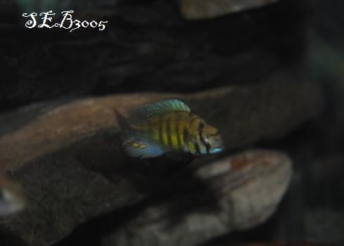 Haplochromis sp. Kenya Gold Kg410
