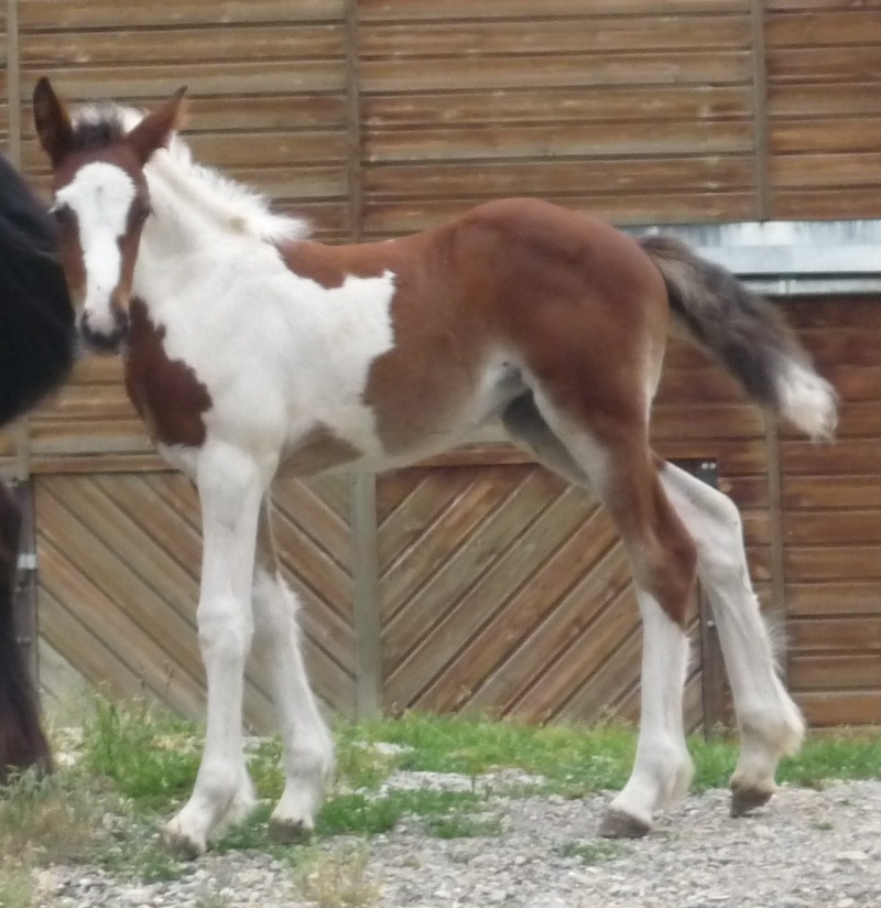 TCHUKY de Bohême Irish Cob agréé dispo dans le Sud Est  04810