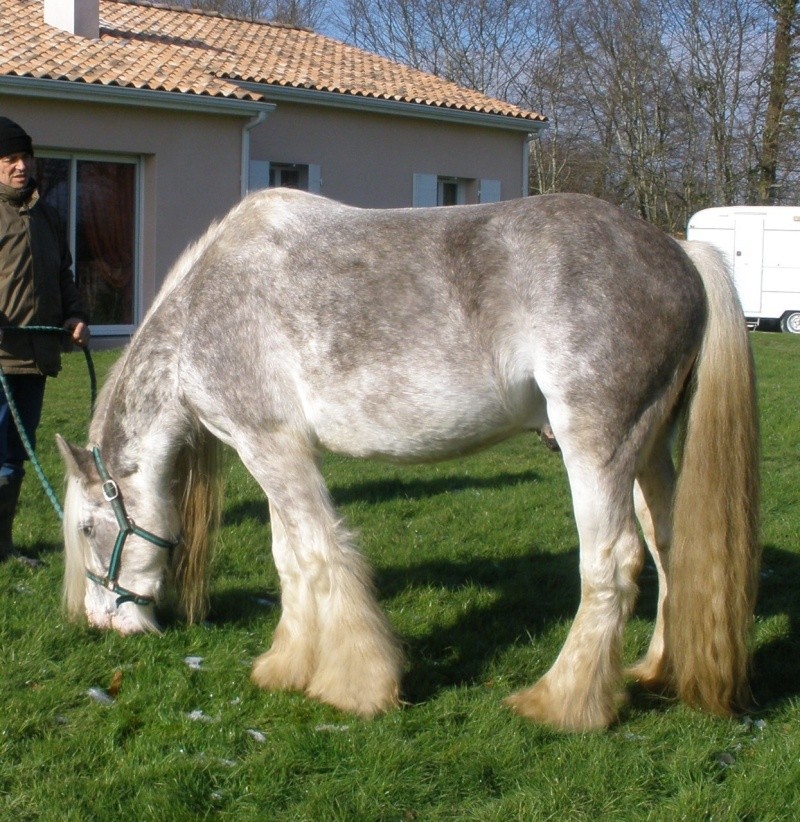 Pride (blagdon dapple silver) P2010014