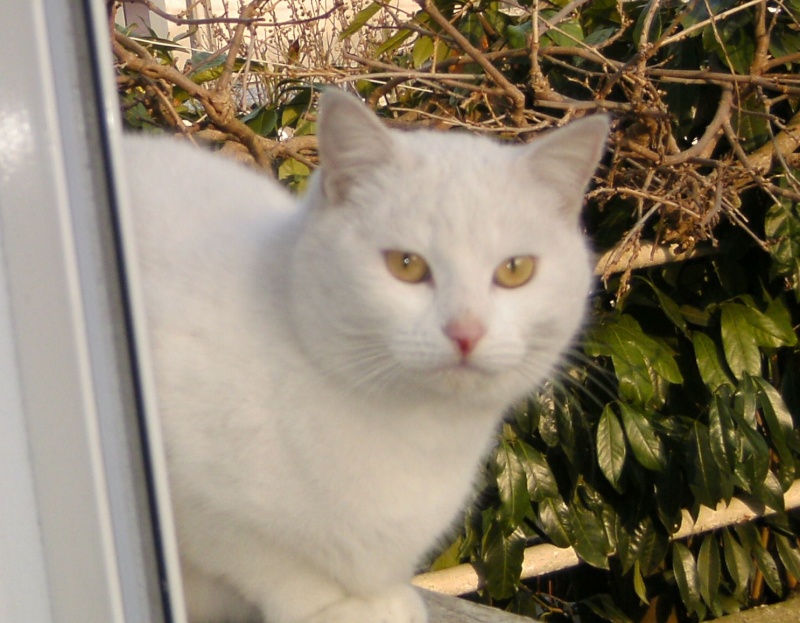 urgent pour une chatte blanche a l'extérieur besoin d'une Fa Chatte10