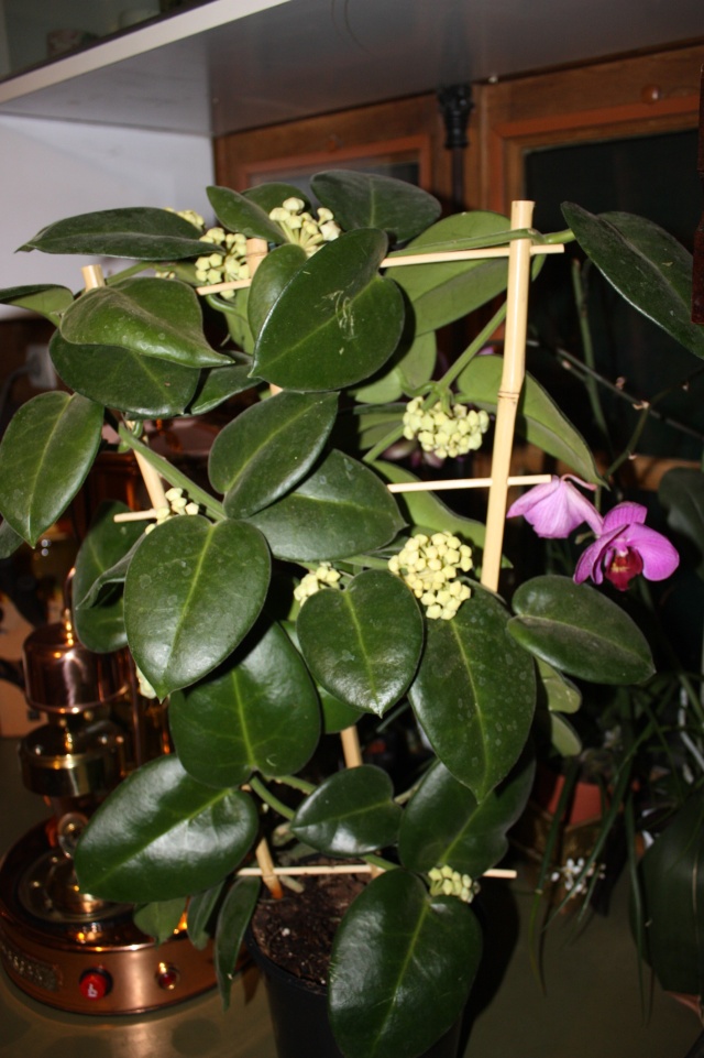 hoya stargazer Img_0911