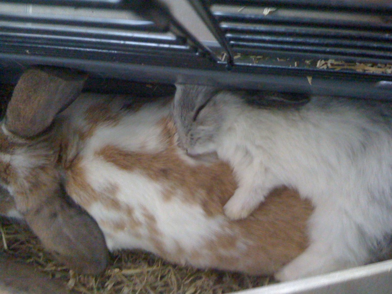 Comment dorment vos lapins? Photos à l'appui :) - Page 7 Img_0210