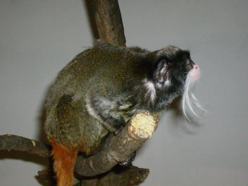 TAMARIN EMPEREUR"saguinus imperator" Zoo_2911