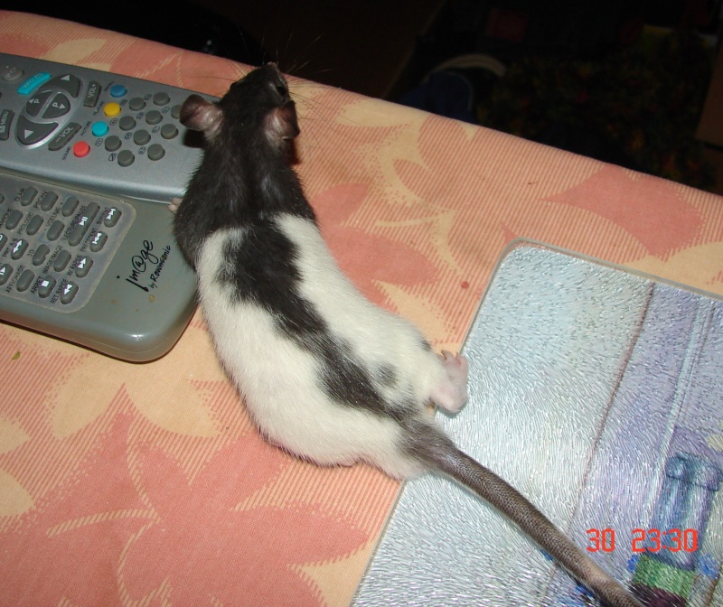 2 bébés rats à adopter dans le 67 Dsc06711