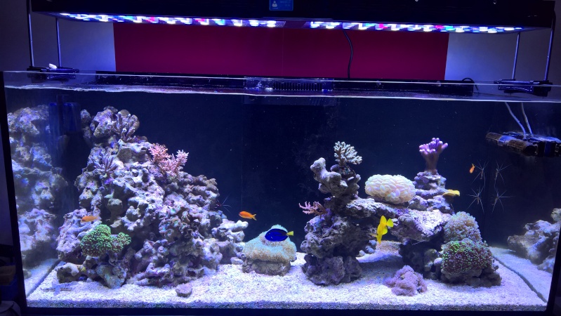 Mon Red Sea Reefer 350L - Page 3 Wp_20110