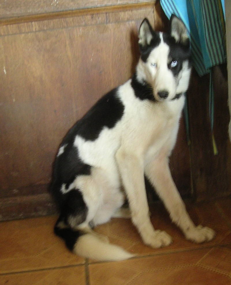 E.T chiot husky pinto de 6 mois ADOPTE - Page 2 E_t_4_10