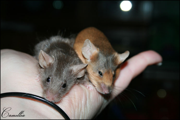 Tails (Red/Sable) X Divina BDR ( Lilas Angora Rosette). - Page 2 Img_3620