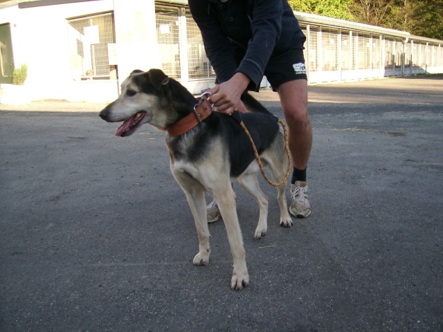 ROSCO X berger/husky 7 ans en refuge (37) D42d1010