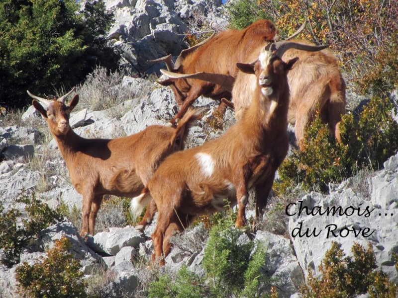 moustiers et sa rando pas trop prévue...non plus... 0310