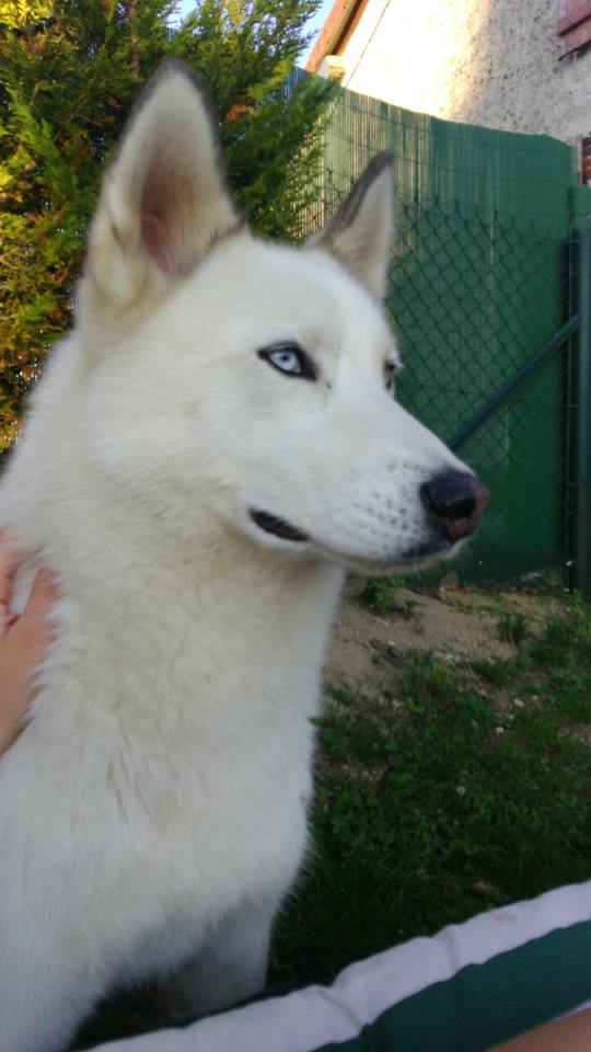 MAX husky de 8 mois maltraité . VIT A LATTACHE. ASSO: 49 ADOPTE - Page 2 12088211