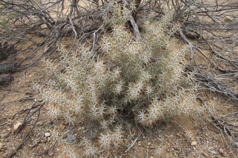 Cylindropuntia leptocaulis 800px_10