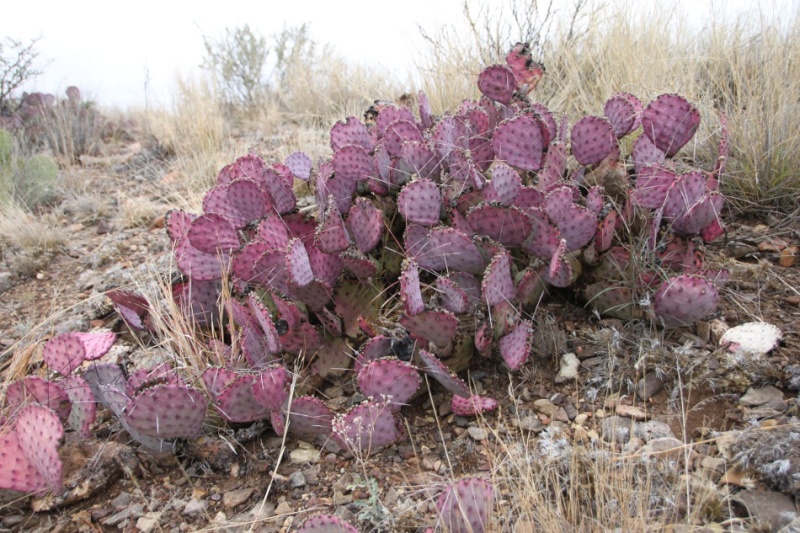 Opuntia macrocentra Opunti10