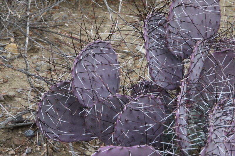 Opuntia macrocentra Opunti14