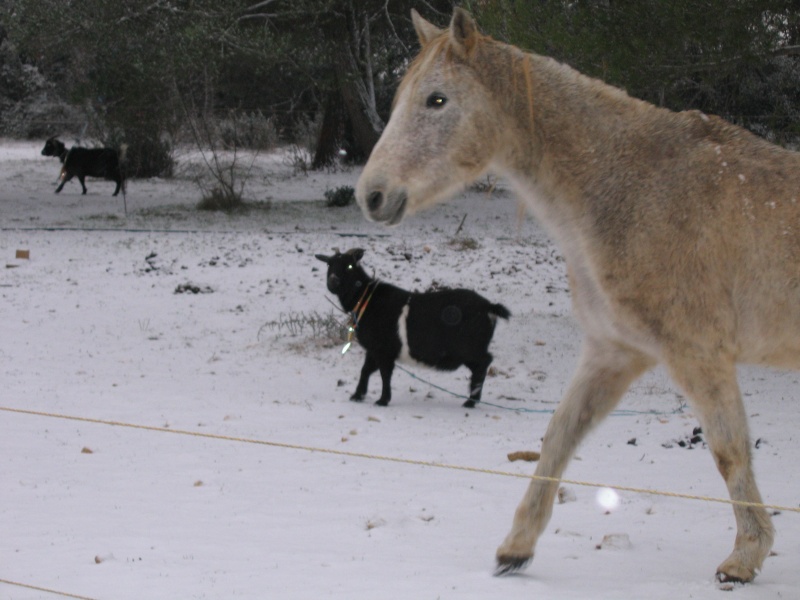 chevaux d'hiver Img_3611