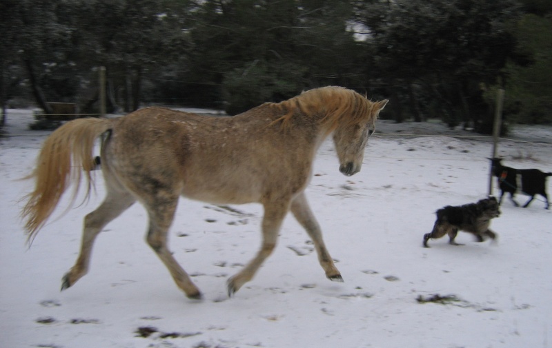 chevaux d'hiver Img_3612