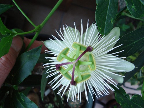 une merveille (Passiflora caerulea) 13_05_10