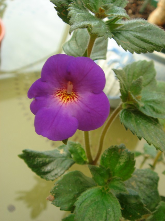 Quelques fleurs d'ACHIMENES Achime11