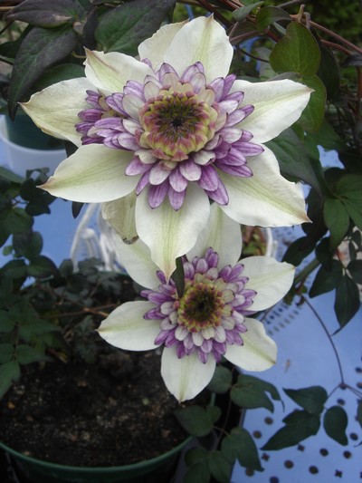 une merveille (Passiflora caerulea) Florid10