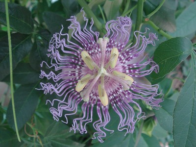 une merveille (Passiflora caerulea) Incens11