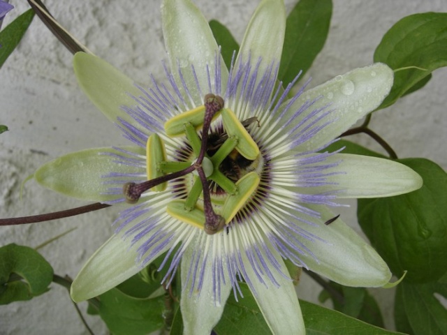 une merveille (Passiflora caerulea) Passif11