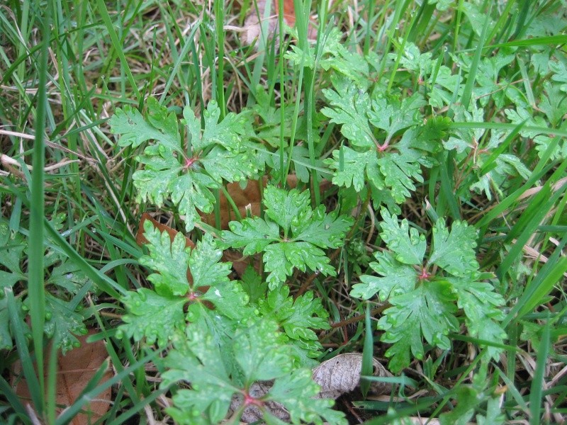 IDENTIFICATION DE PLANTES ......PARTIE DEUX........... - Page 22 Plante10