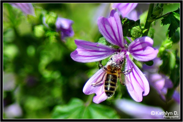 Libellule, Abeille, Mouche & Papillons 616