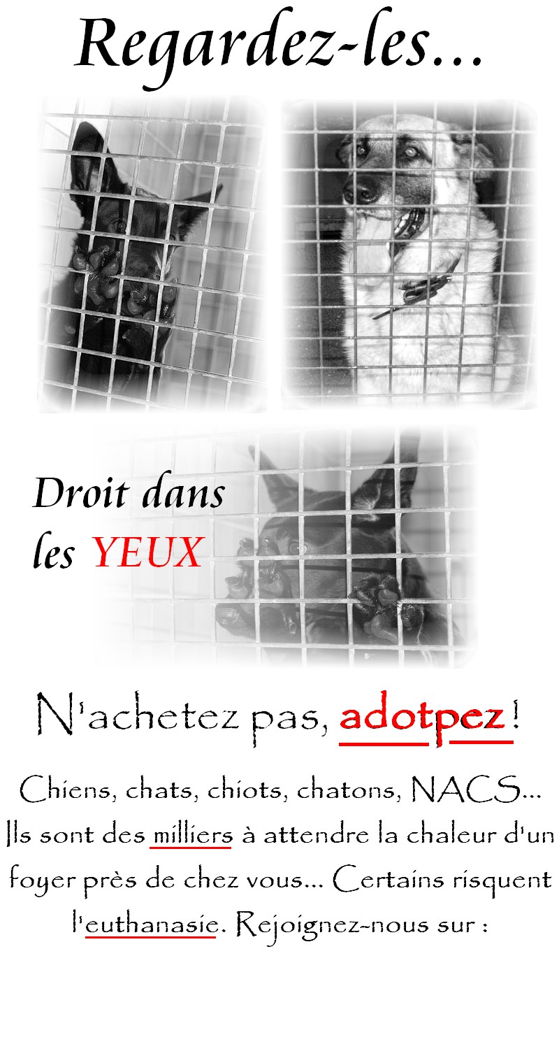 affiche pour booster les adoptions ! - Page 2 Sans_110