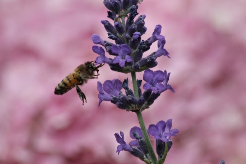 Photos d'abeilles - une par jour  - Page 2 Img_8610