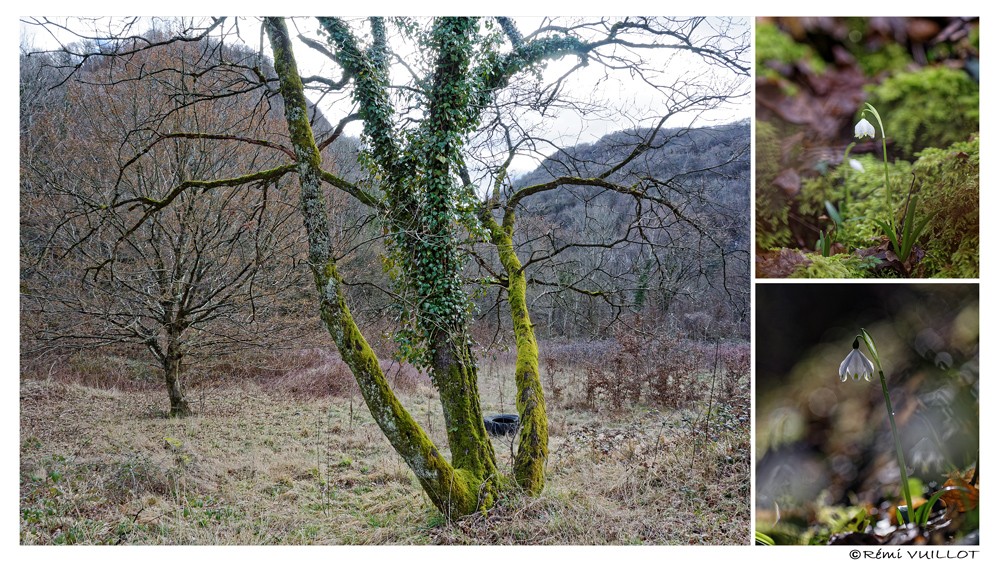 Les vernales des Vouillants sont bien là 16-02-15