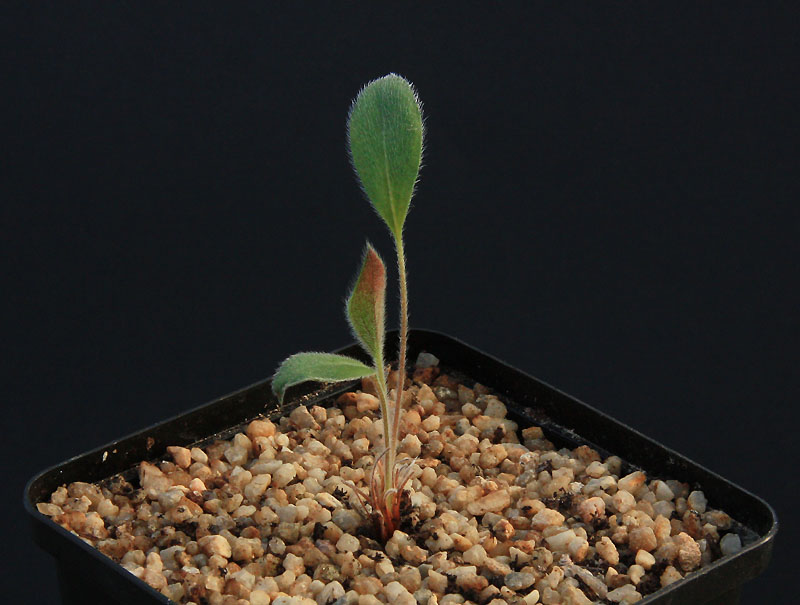 Pelargonium caledonicum  Img_9710