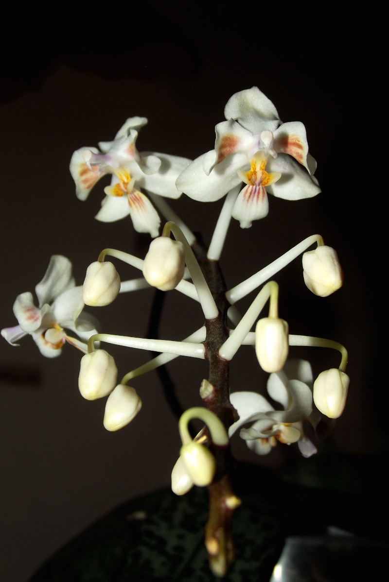 Phalaenopsis celebensis Dscf7411