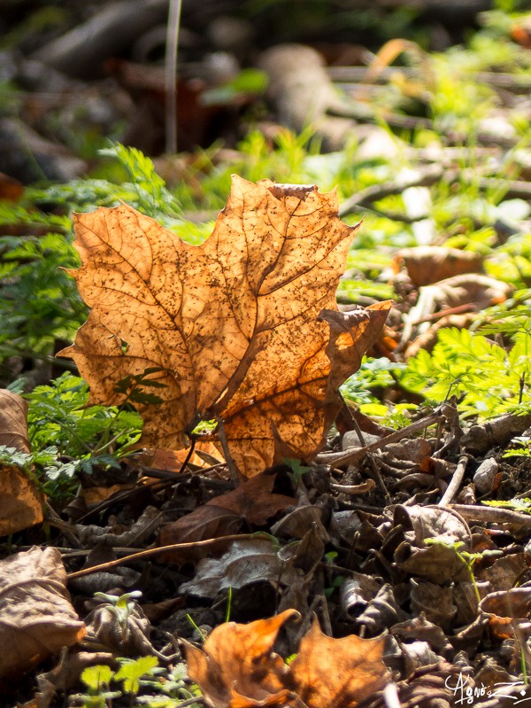 radiographie d'une feuille d'automne 14112010