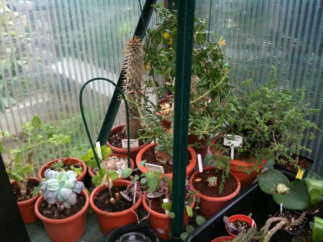 mes plantes succulentes Img_0124