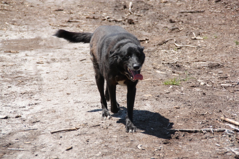 BANDIT, style lab/berger de 5.5 ans, Landes 40 ADOPTE Img_4622