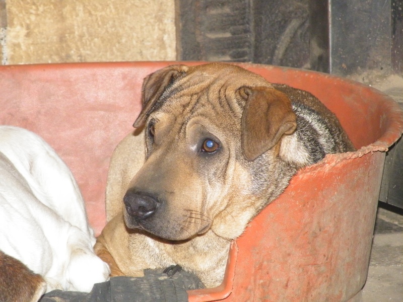 Housni, croisé Sharpei oct 2008 Dscf4329