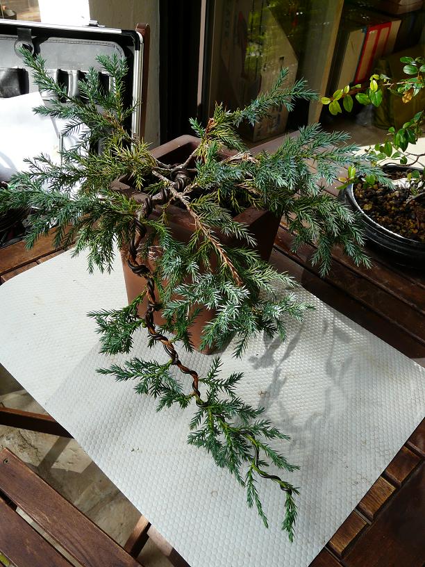 juniperus - Juniperus Squamata P1030910